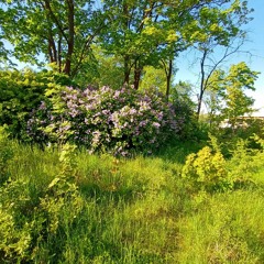 Smile and a buttercup