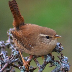 The Tabern Jig