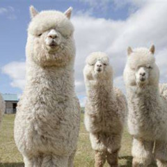 alpaca song dj yert bro how do u not fw em