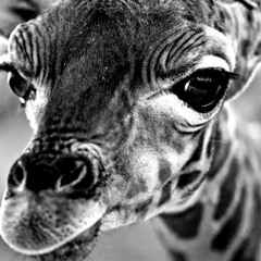 Giraffes are aliens (082822)