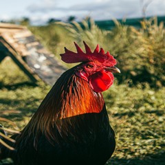 Little Red Rooster