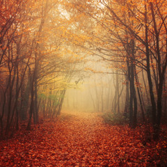 Autumn Walk pt.II.
