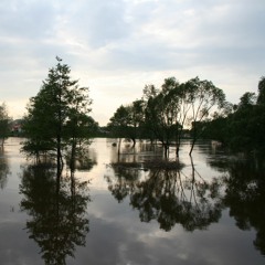 Francyjo, Francyjo - Joanna Szaflik (2020)