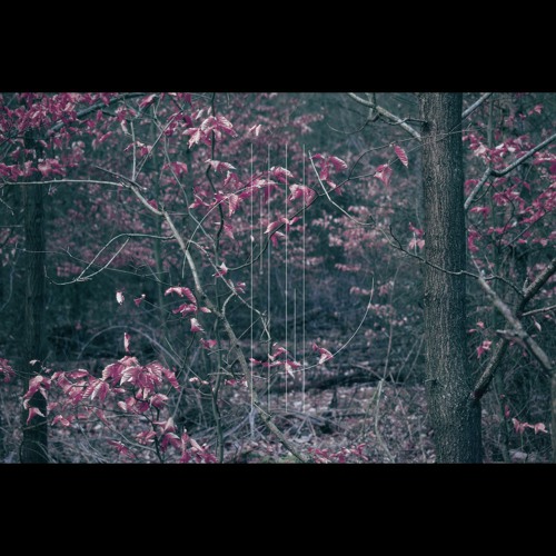 Roots