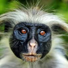 Tokyo (monkey watches anime)