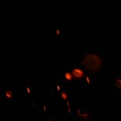 Darkops