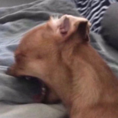 Nashay (feat. Rashim Anand & Toorjo Dey)