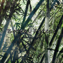 Boreal Forest