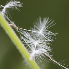 Seeds