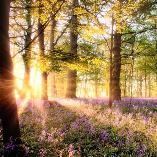 Bliss: Beautiful Relaxing Music in a Peaceful Forest with Birds Singing (3-Hour Version)