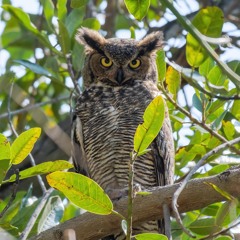 ŁIVIÐ (Prod. Dreen)