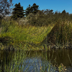 listen to the breaking and washing of waves