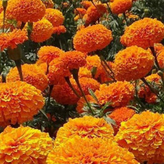 Marigolds In Early Summer