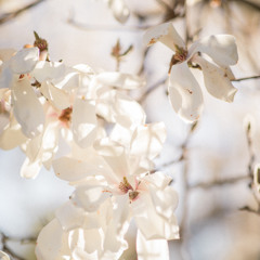 Prayer for Peace (excerpt) - Violin & Piano