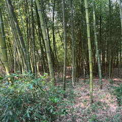 My luck is busted (blues version)