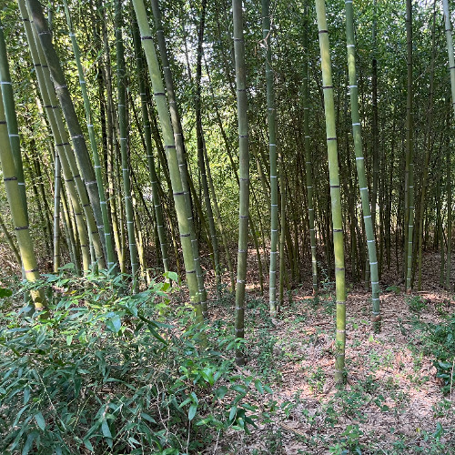 My luck is busted (blues version)