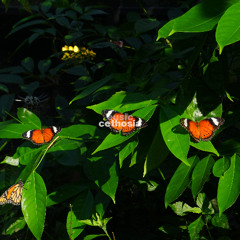 cethosia (no more edit)