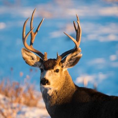 Panhandle Afield: Muzzleloader Deer Hunting