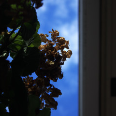 Kasvien Sarjamurhaaja