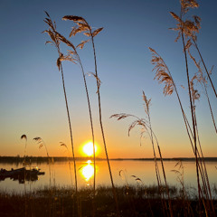 Languid Loons On Peaceful Lake
