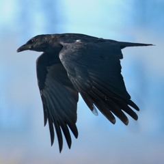 The High Desert Drifter