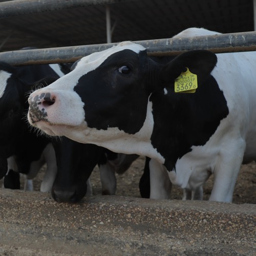 #19 סטרס והשלכותיו