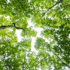 Florence - No Choir (Jyro Bootleg)