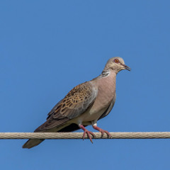 turtle dove [prod. sourkidd]