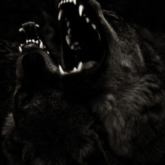 KURTLAR VADISI: YAKS BOUNCE