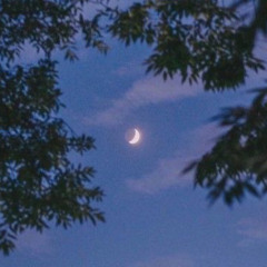 In Gowan Ring - Moonlit Missive #30: Tendrils of the Vine