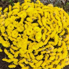 DJ Club Coronita.Mixer