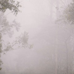 The Ghost Pine