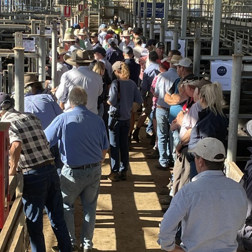 Stream Hamilton livestock exchange undergoes improvements by Libby