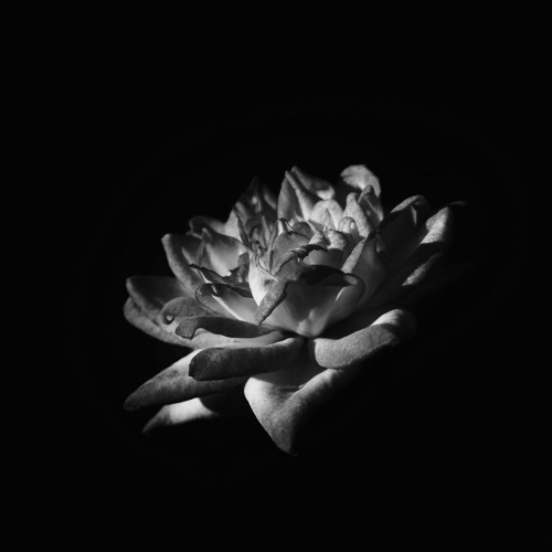 Ognuno soffre la propria ombra