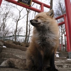 333-dreams ( part I )