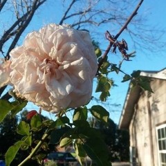 lil skil - angel in a collar (prod. nedarb)