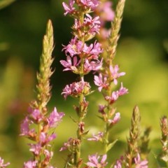 Snoozing the Music from Plants C1.09