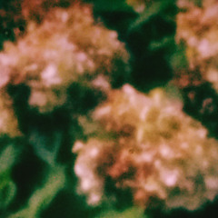 キモい花だけが咲く毒の街を写した写真