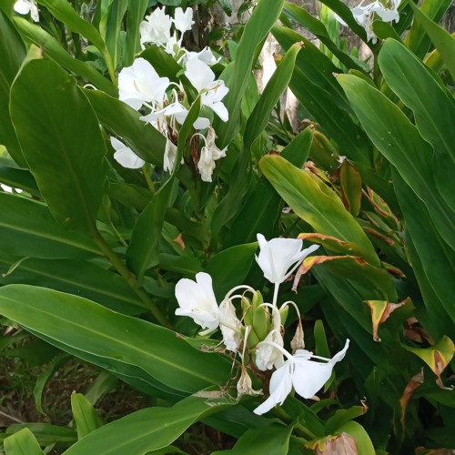 Achedil A Bechik Shadel Remeliik Daniel (Belauan Song)🇵🇼