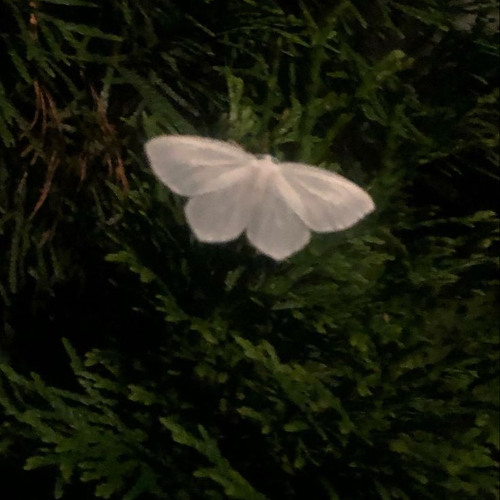 butterfly net (demo) - slowed