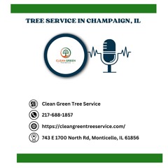 how-to-tell-if-a-tree-needs-to-be-removed-in-champaign-il