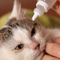 Best Cat Infected Eye Home Treatment Reviews
