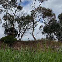 FKISM: Bungala River reed bank ambience, Bungala Park, Normanville, October 2023