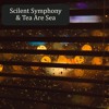 Download Video: Momentary Memories - Scilent Symphony & Tea Are Sea