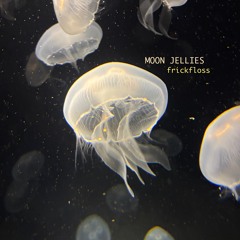 Moon Jellies