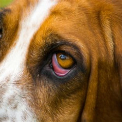 Best Sudden Eye Drooping In Dogs Treatment Reviews