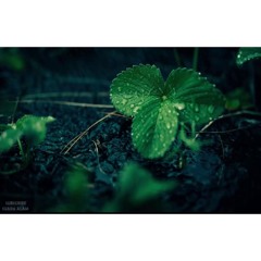 Suara Hujan Dan Petir - Untuk Terapi Tidur Dan Relax