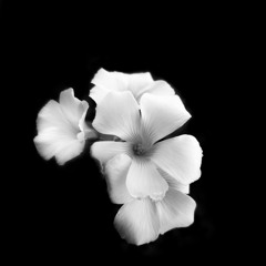3jacks - Electrical Blooming [CUT]