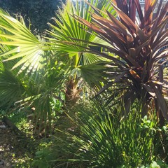 Felicity Win- Elohiem