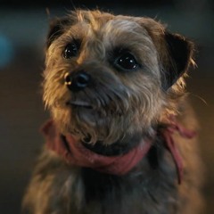 STRAYS Film Review (PETER CANAVESE) CELLULOID DREAMS THE MOVIE SHOW (SCREEN SCENE) 8-24-23